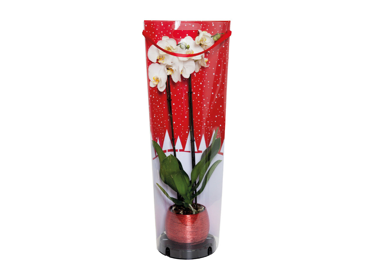 Gift Orchids in a Ceramic Pot1