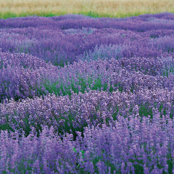 Lavendel