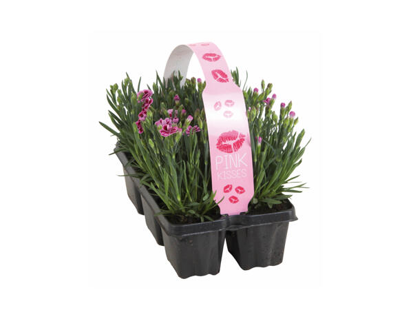 Dianthus Pink Kisses