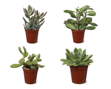 Mini Succulent
