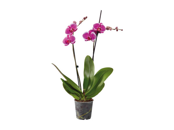 Phalaenopsis 2 Stems