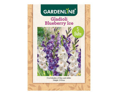 Dahlia or Gladioli Packet Bulbs