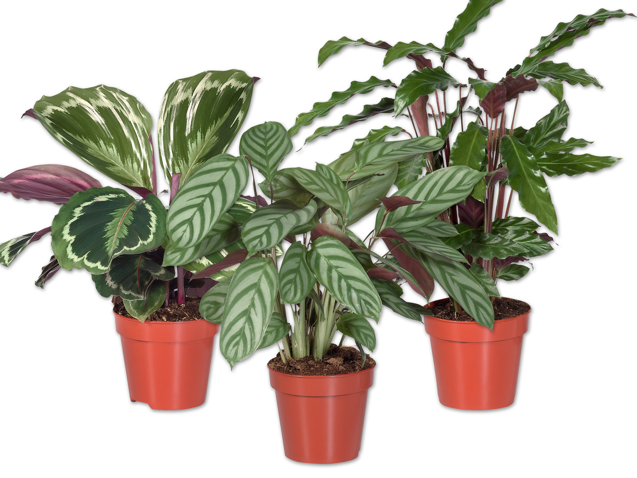 Calathea