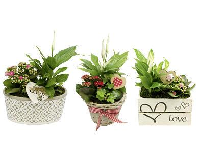 BEPFLANZTES VALENTINSARRANGEMENT