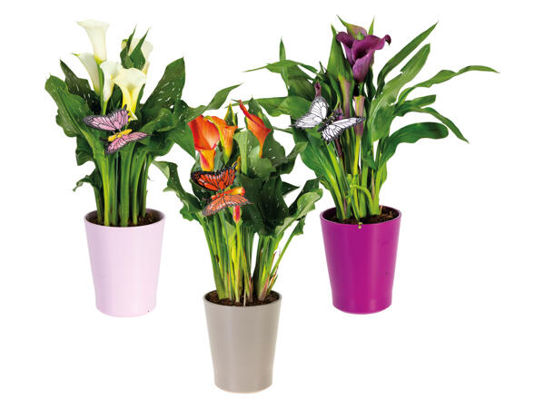 Mother's Day Calla Lily in Ceramic Pot