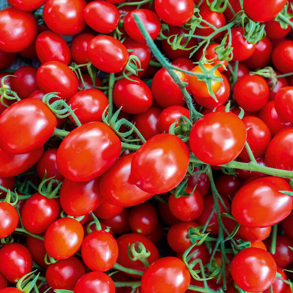 Premium Cherry-Pflaumen-Rispentomaten