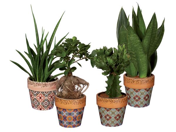Green Plants