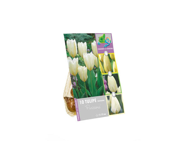 Bulbes à fleurs de plusieurs couleurs