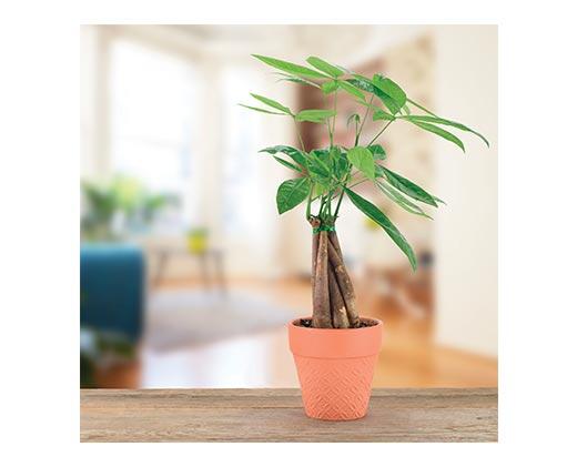 5" Money Tree