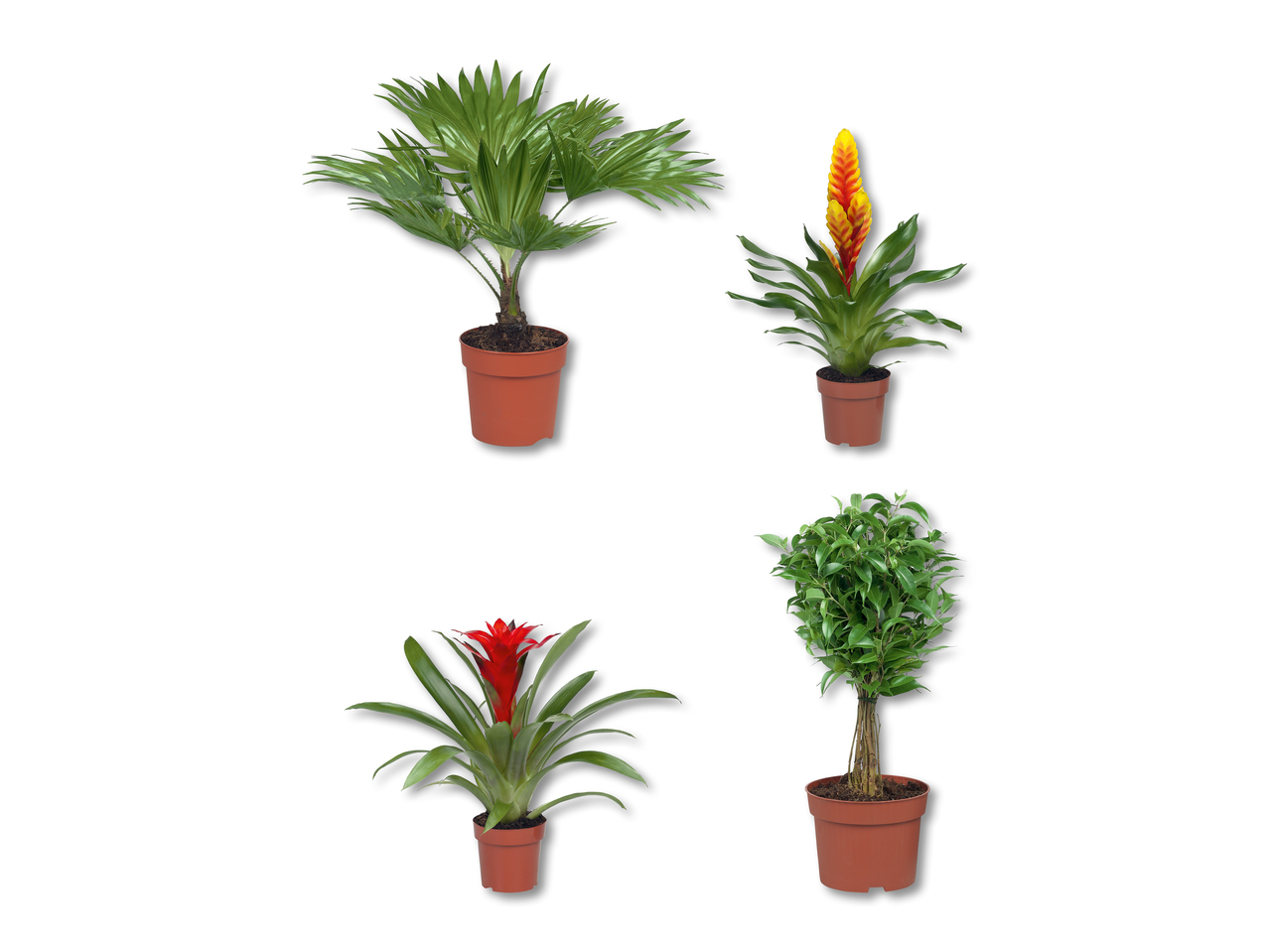 Mix di piante verdi e fiorite
