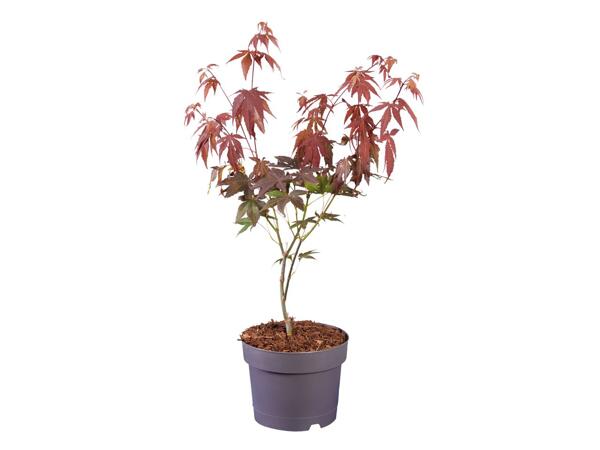 Acer