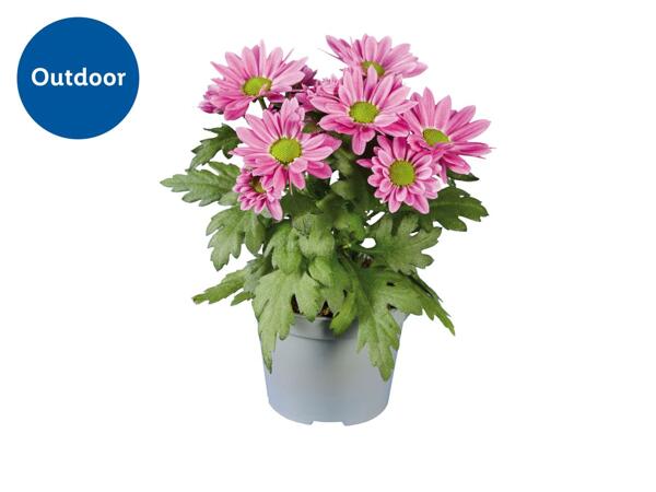Mini Chrysanthemum