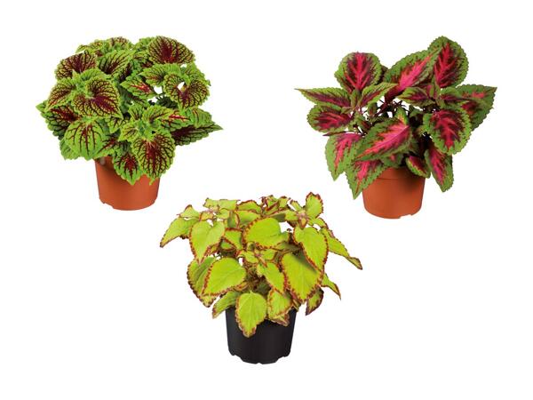 Paletblad coleus