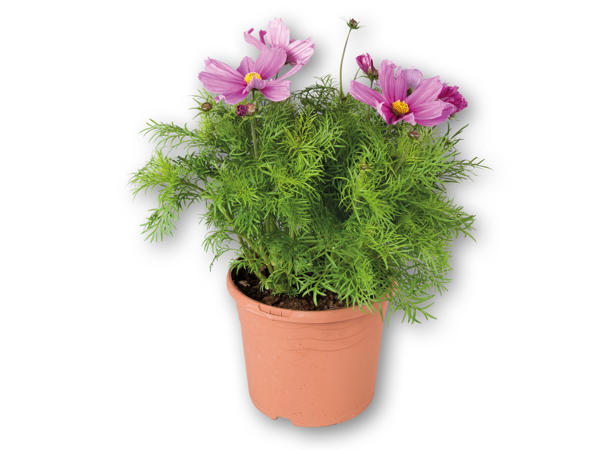Cosmos bipinnatus