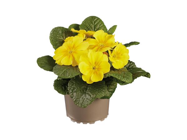 Primula Acaulis
