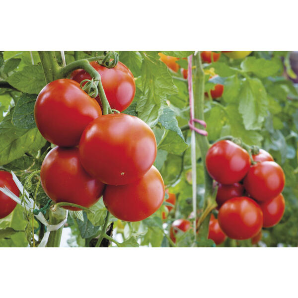 Plant de tomates