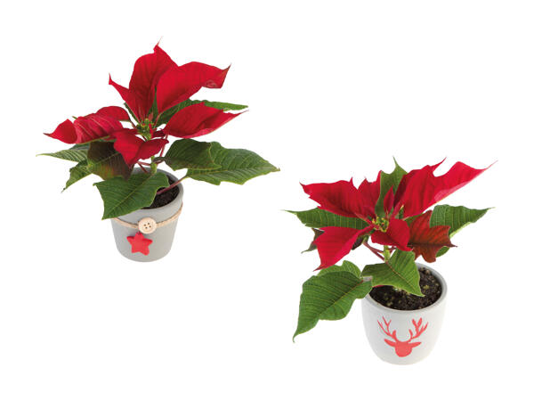 Mini Weihnachtsstern in Keramik
