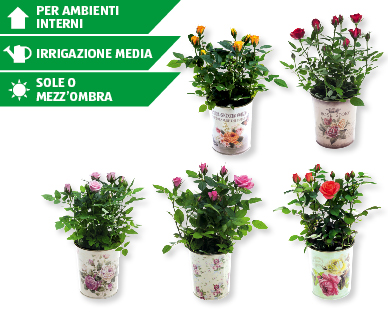 Rose con coprivaso vintage