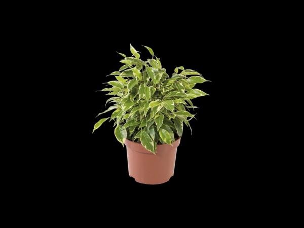 Green Plants