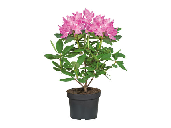Rhododendron