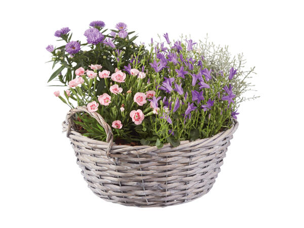 Efterårs­sammenplantning