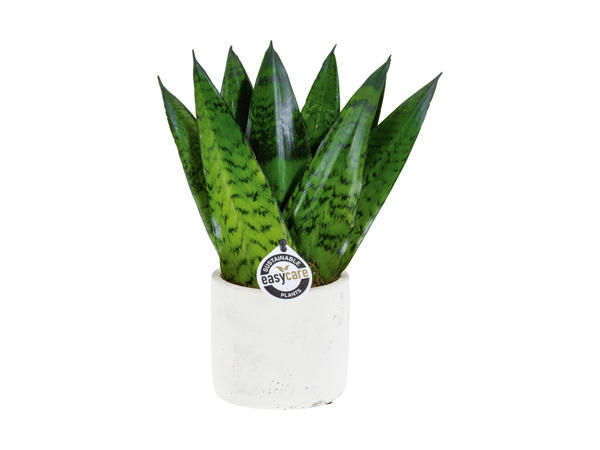 Easy Care planter i keramik