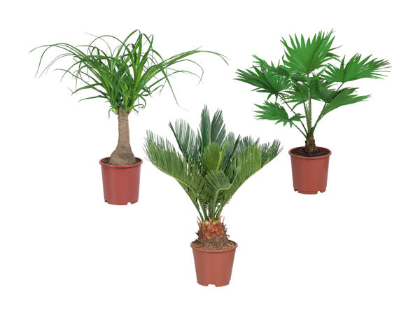 Palme miste esclusive