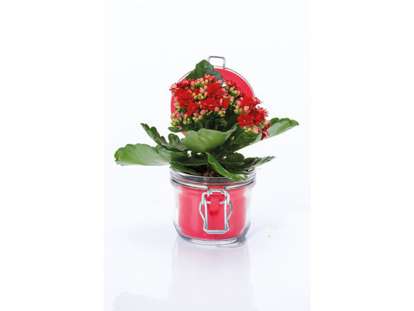Kalanchoe im Glas