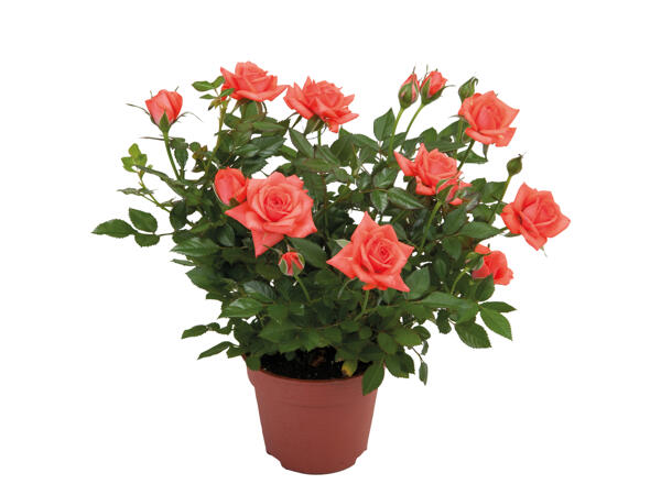 Mini Rose