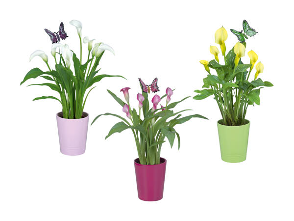 Calla in vaso di ceramica del 1° agosto