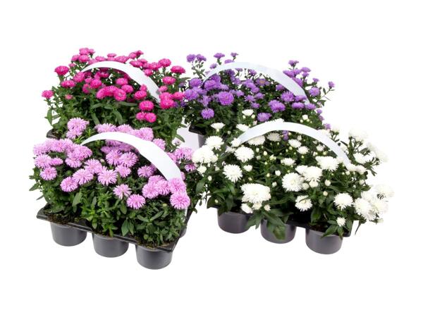 Asters