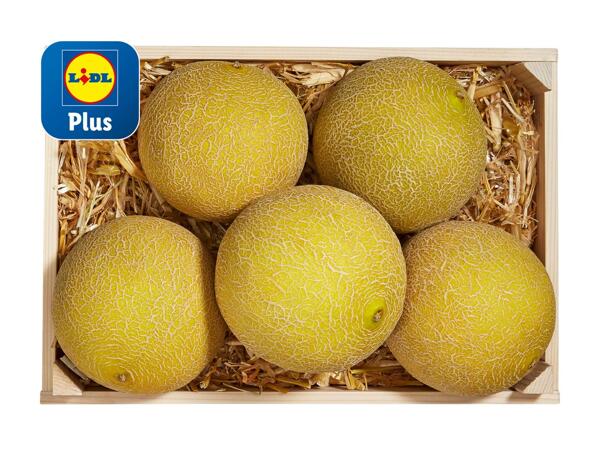 Melon Galia