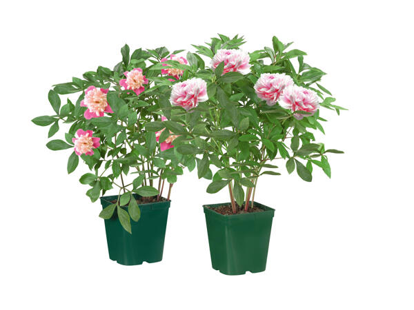 Pion