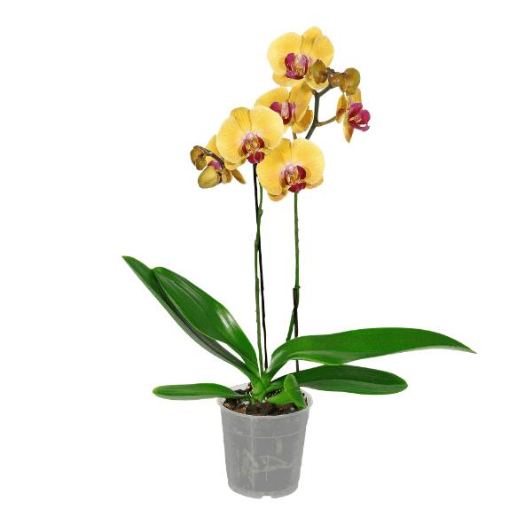 Orchidée