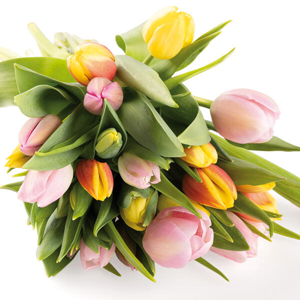 Harlekin Tulpenstrauß