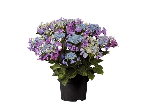 Garden Hydrangea