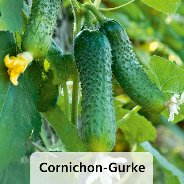 Gurkenpflanze Vielfalt Mix / Hot Peppers "Chill out"