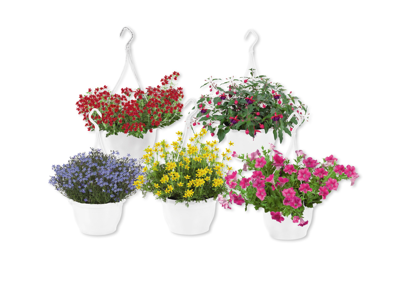 SOMMARBLOMMOR I AMPEL