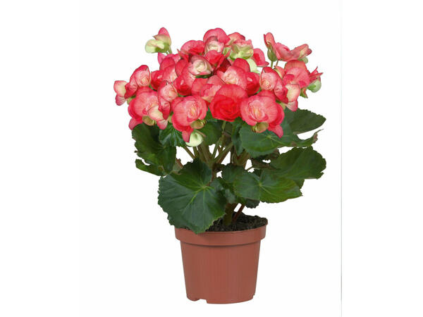 Bégonias