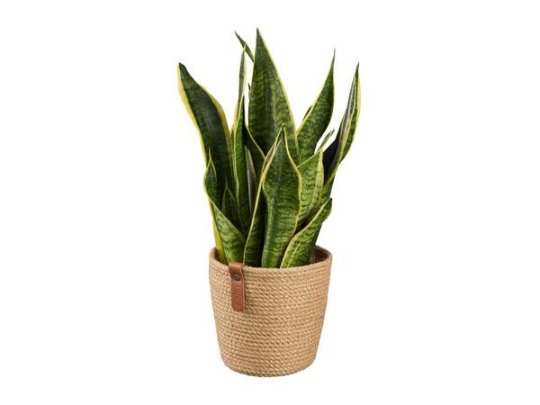 Houseplant in Woven Pot