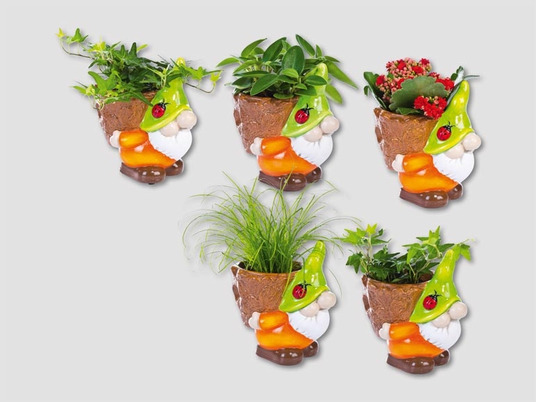 Plantes dans une figurine en forme de nain (dès 29.10.)