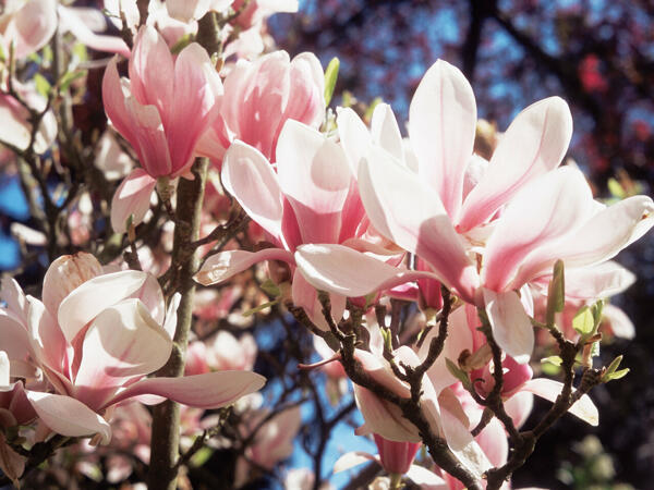 Magnolien