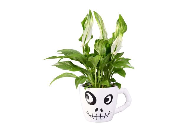 Mini Halloween Planter