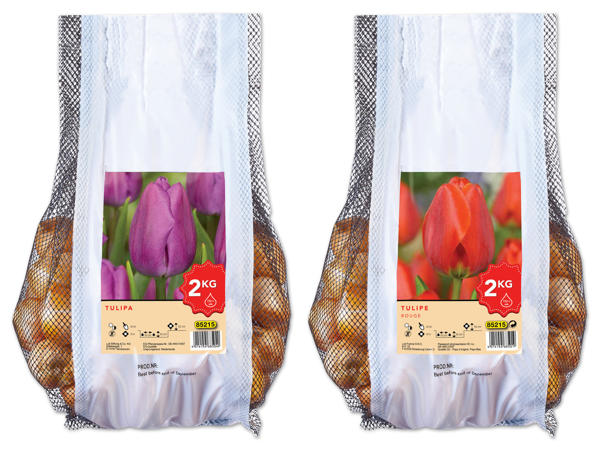 Tulpenzwiebel