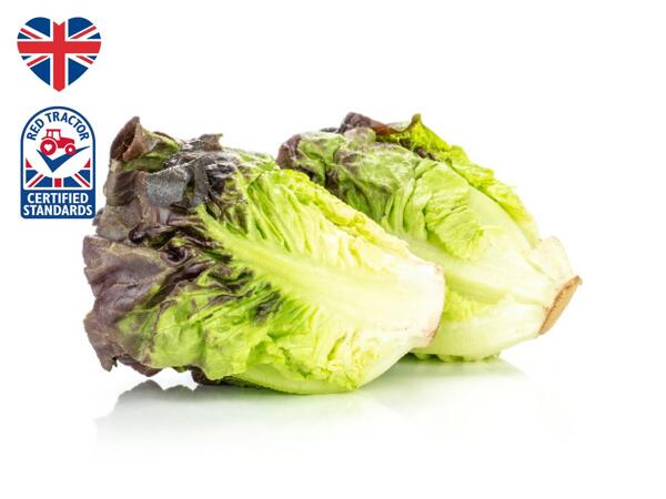 British Red Gem Lettuce