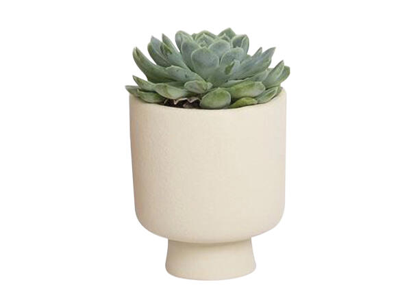 Grøn mini plante i keramik