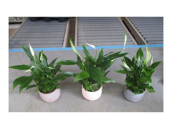 Peace Lily in Ceramic