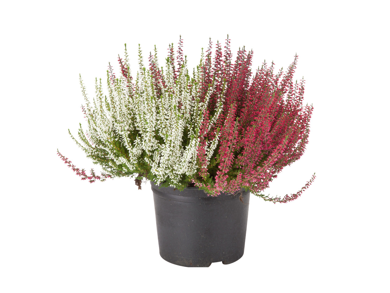 3-farvet Calluna Vulgaris
