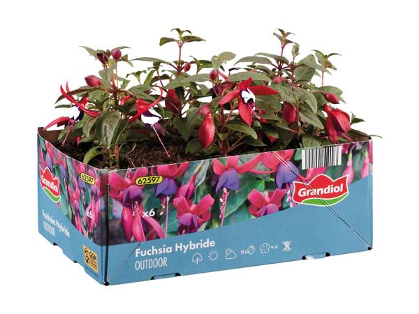 Pelargonie, hænge-pelargonie eller fuchsia