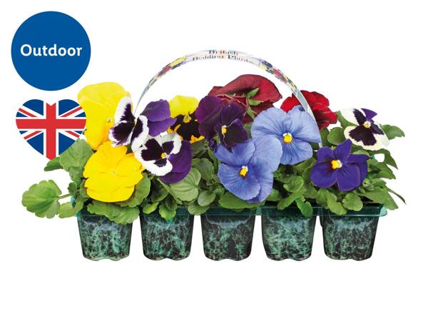 British Bedding Plants